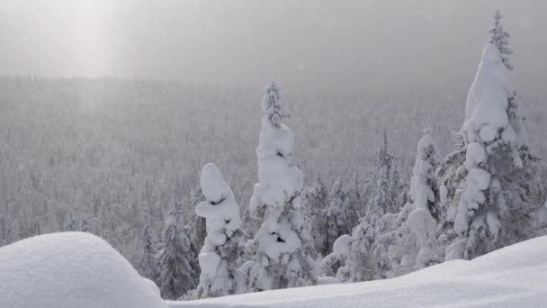 Vallée couverte de forêt de neige. Flocons de neige tombent lentement — Video