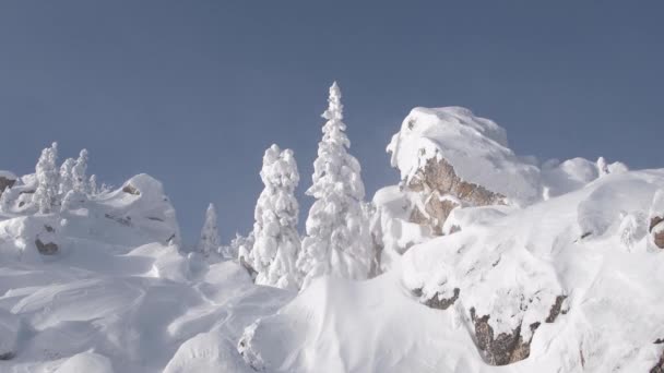 Träd och stenar i rim. Snöstorm ger snöflingor — Stockvideo