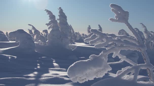 Floresta mágica de neve no dia de inverno sob céu azul claro — Vídeo de Stock