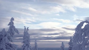 Sis, karla kaplı ağaçların tepesinde yavaşça sürükleniyor.