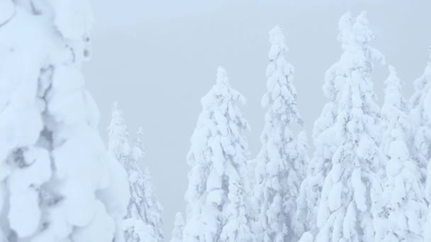 Снежные деревья едва шевелятся на ветру в холодном тумане — стоковое видео