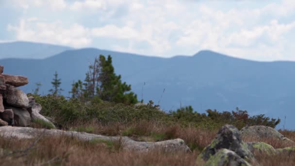 Kort gult gräs och träd svajar i vinden. — Stockvideo