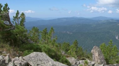 Ağaçlı dağlık yamaç. Rüzgar dalları karıştırır