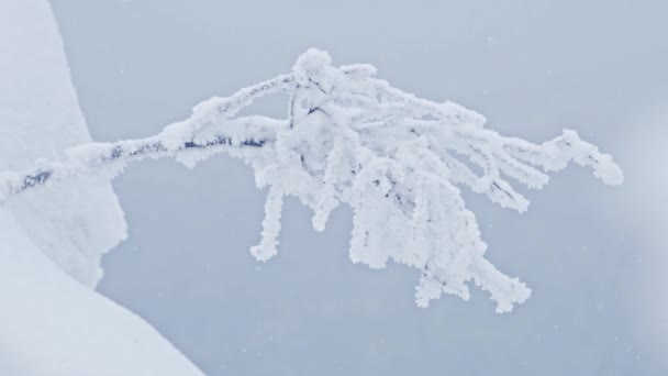 Rama está cubierta de escarcha en acantilado de nieve empinada. — Vídeo de stock