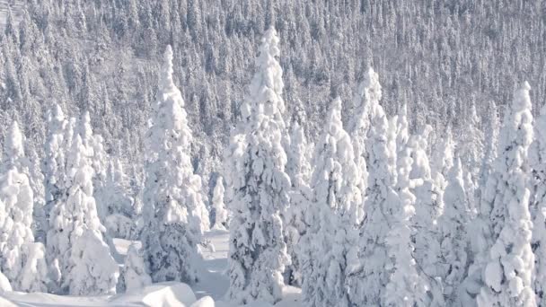 Bomen op de helling zijn volledig bedekt met sneeuw — Stockvideo