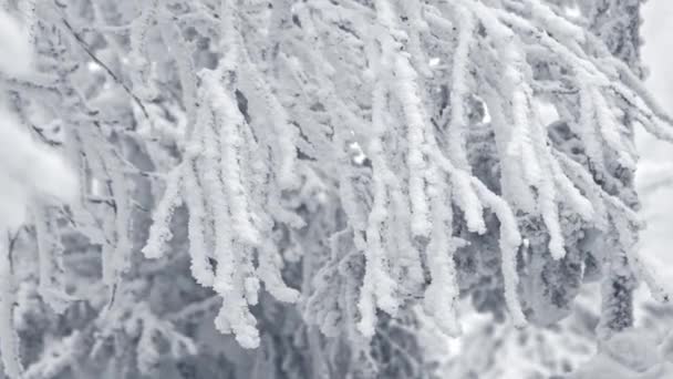 얼어붙은 하얀 가지들은 바람에 흔들리는 서리로 덮여 있다. — 비디오