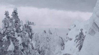 Gri gökyüzünün altında kar ağaçları. Rüzgarda dallar sallanıyor