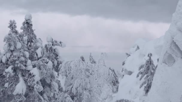 ต้นไม้หิมะใต้ท้องฟ้าสีเทา สาขาแกว่งจากลม — วีดีโอสต็อก