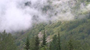 Sis tepe boyunca süzülüyor. Yağmur üstüne kozalaklı orman.