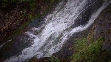 Su deresi bahar ormanlarında yosun kaplı kayalar üzerinde akıyor.