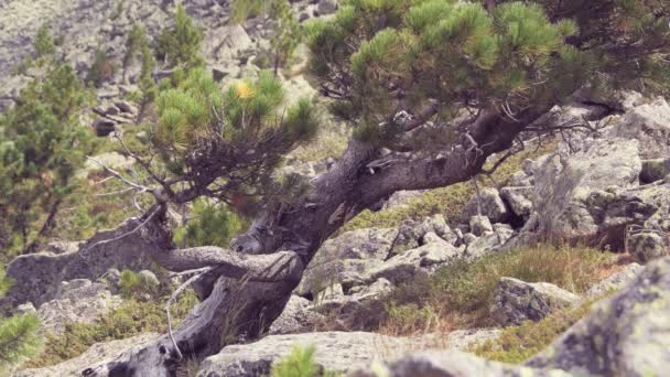 Borovicové větve se mísí ve větru na skalnatém svahu — Stock video