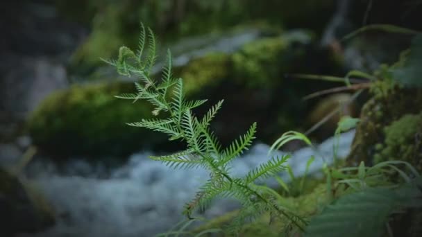 Rama de columpios de plantas verdes contra el fondo del arroyo — Vídeo de stock