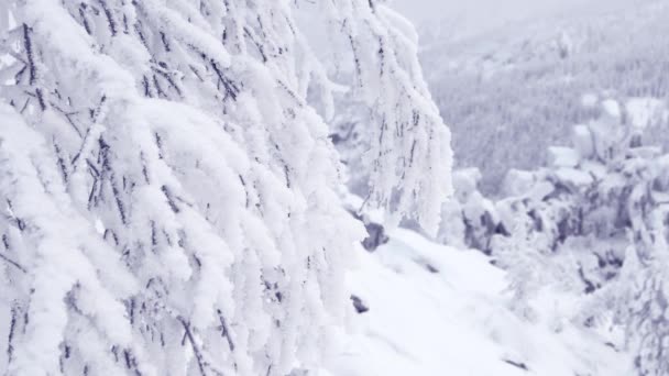 长长的枝干被霜冻覆盖着.山坡上的雪. — 图库视频影像