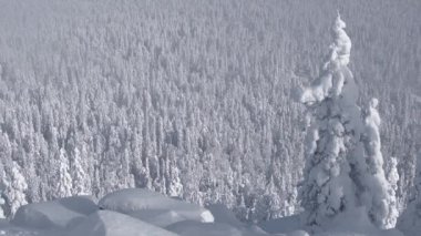 Ağaç, dağdaki karlı rüzgarla savrulur.