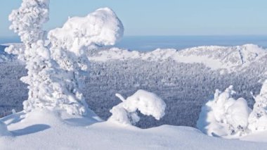 Karlı yamacın kenarındaki ağaçlar. Donmuş dallar rüzgarda hareket eder