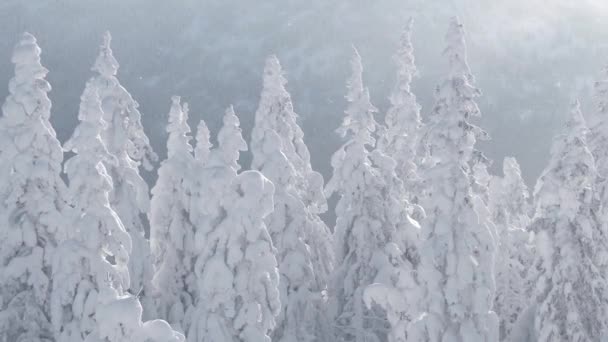 La hilera de árboles es barrida por la ventisca. La nieve es arrastrada por el viento — Vídeos de Stock