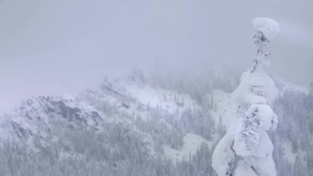 El árbol se balancea en el viento frío. Cordillera con nieve — Vídeos de Stock