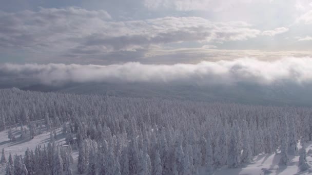 Nuvens flutuam sobre topos de árvores de neve — Vídeo de Stock