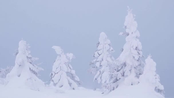 Снігові дерева проти блакитного неба. Вітер трясе гілки — стокове відео