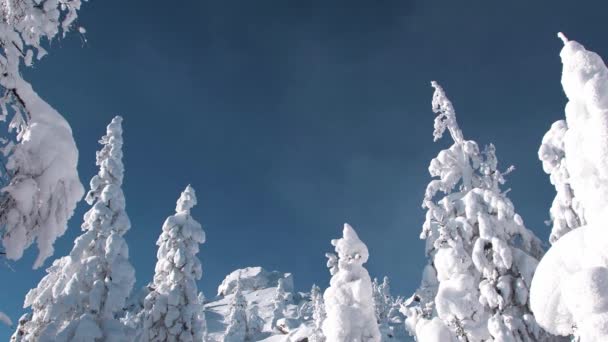 Árboles de nieve bajo cielo azul brillante. Las nubes pasan sobre las cimas — Vídeos de Stock