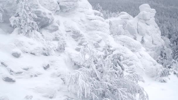 Árbol congelado sacude ramas contra de la cresta de nieve — Vídeo de stock