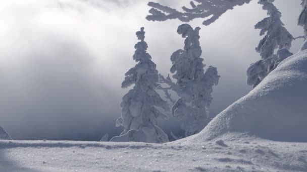 Forêt enneigée sur fond de brouillard qui passe — Video