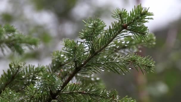 Groene tak van dennenboom zwaait in de wind — Stockvideo