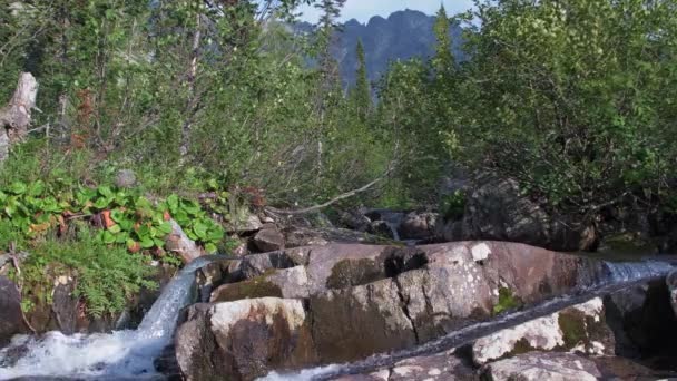 Bergwasserfall im grünen Wald — Stockvideo