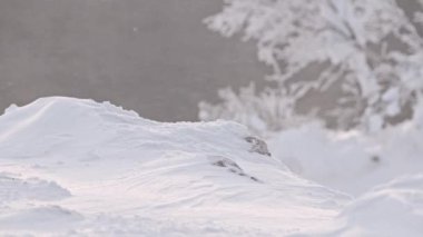 Kar taneleri rüzgardan yeryüzünün yüzeyinde uçar.