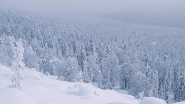 Panorama de bosque invernal a través de nieve cayendo — Vídeos de Stock