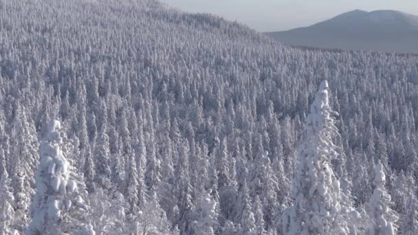 Blick auf den im Wind schwankenden Winterwald an sonnigen Tagen — Stockvideo