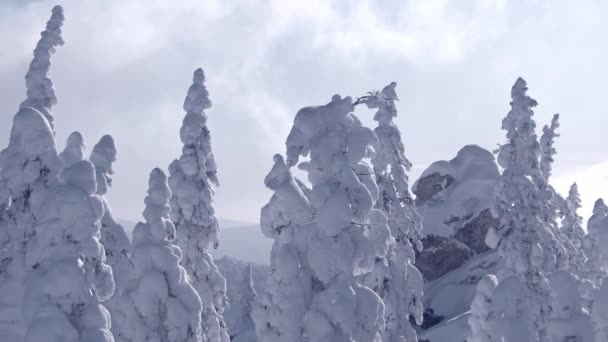Fila de árboles de nieve en la cima de la montaña, soplos de viento y el flujo de nubes — Vídeos de Stock