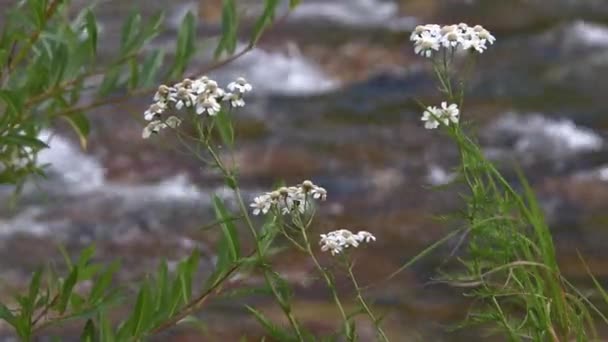 Flores de manzanilla blanca por arroyo de primavera — Vídeos de Stock