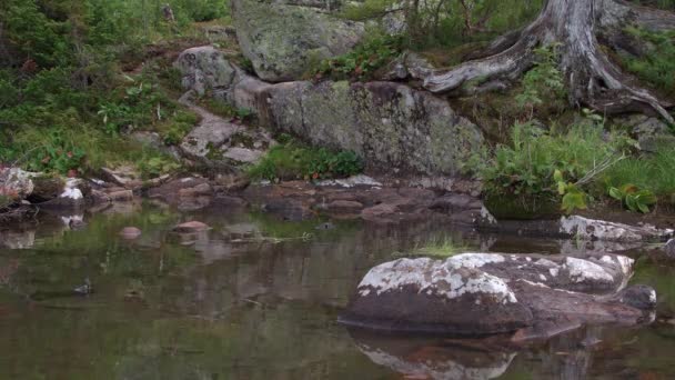 숲 속 연못의 파도. 풍향 식물 — 비디오