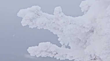 Dal tamamen kadife gibi buz ve buzla kaplıydı..