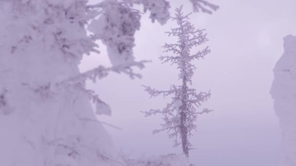 Árbol de nieve se sacude del viento en ventisca. nevadas en el bosque — Vídeos de Stock