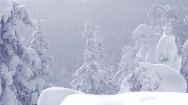 Снегопад в еловом лесу в солнечный морозный день — стоковое видео