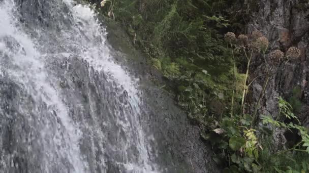 Corriente de montaña fluye por muro de piedra cubierto de musgo — Vídeos de Stock