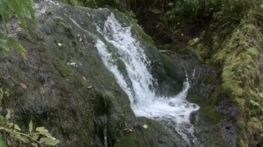 Taze akıntı ıslak, yosunlu dikey duvardan akıyor.