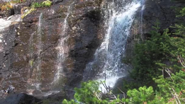 Wodospad z sosnowym lasem w słoneczny dzień — Wideo stockowe