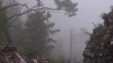 Taş yamaçtaki çam ağaçları. Sisin içindeki dallar rüzgarda sallanıyor.