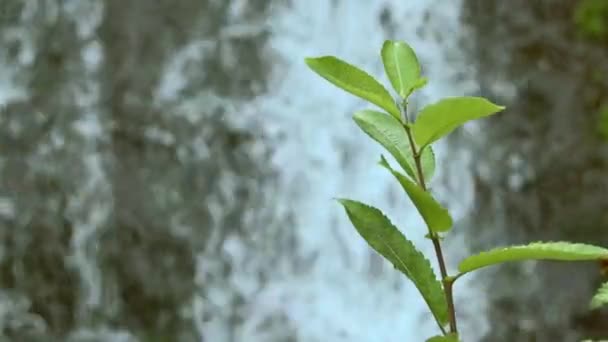 Willow branch with green leaves on background of waterfall — Stock Video