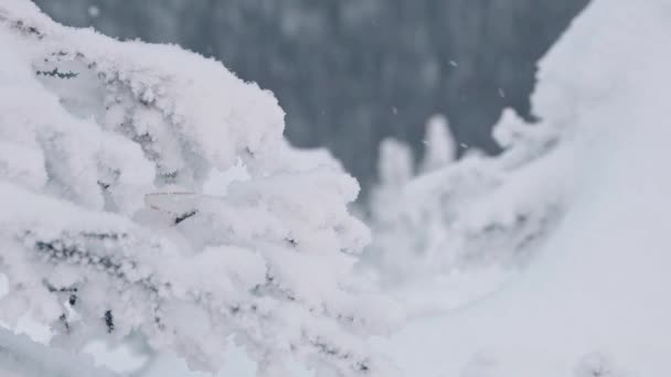 Filialen är täckt av fluffig rim. Snö faller i vinterskogen — Stockvideo