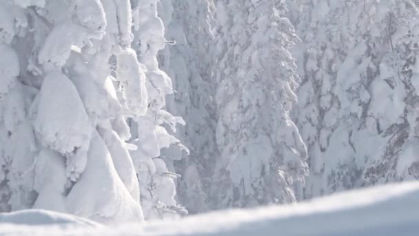 Der Wind trägt Schneeflocken, sie glitzern im Sonnenlicht. Winterwald am Berghang — Stockvideo