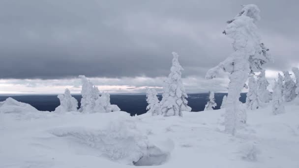 Arbres à neige sur la crête de la colline. Les branches sont secouées par le vent. — Video
