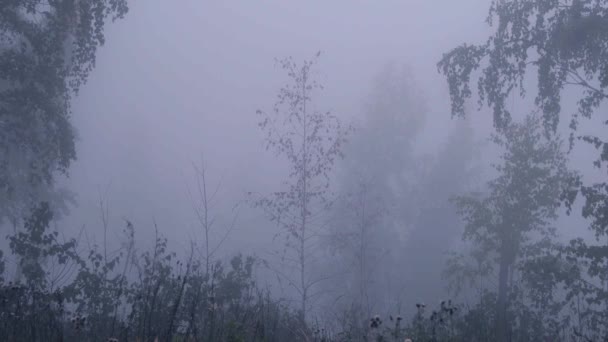 Μυστικιστικό ομιχλώδες δάσος. Ο άνεμος κουνάει κλαδιά και γρασίδι. — Αρχείο Βίντεο