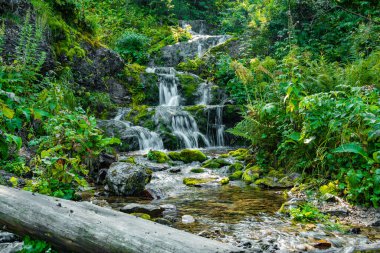 Yeşil çimenlerin arasında şelale. Yaz yağmur ormanlarında yosunlu kayaların üzerindeki dağ deresi. Alp çağındaki hızlı akış