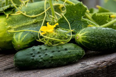 Yeşil yapraklı taze salatalıklar ve ahşap masada çiçekler. Salatalık yetiştirmek için çiftçilik. Taze salata yapmak için sebzeler. Vejetaryenler için sağlıklı yiyecekler.
