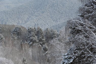 Buzlu ormanlarda karla kaplı ağaç dalları.