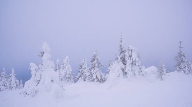 Dağ sırasındaki kar ormanı. Soğuk bir sabahta kış manzarası